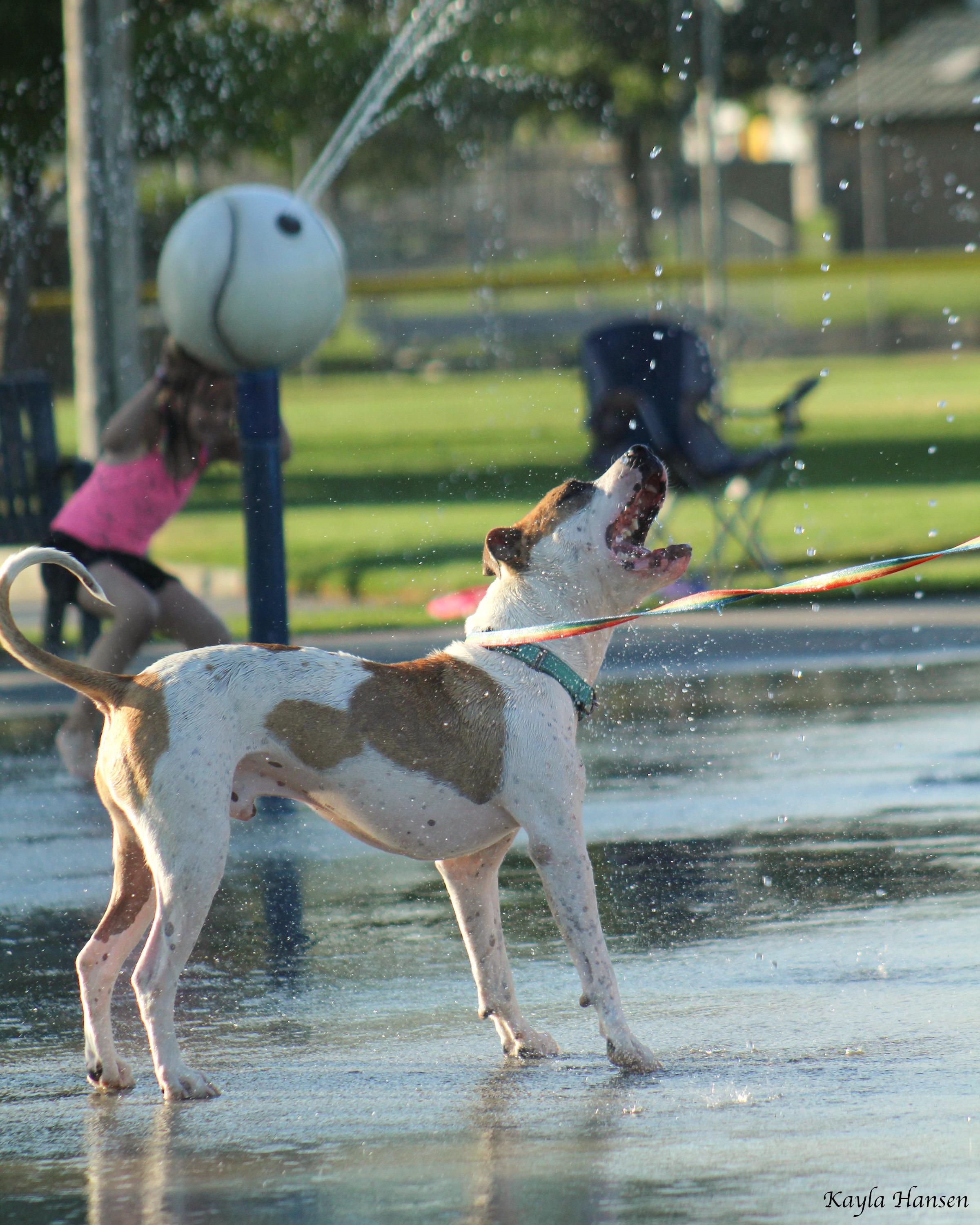 Enlarge Buster, a Adoptable Pit Bull Terrier in Seattle, WA image 3/4