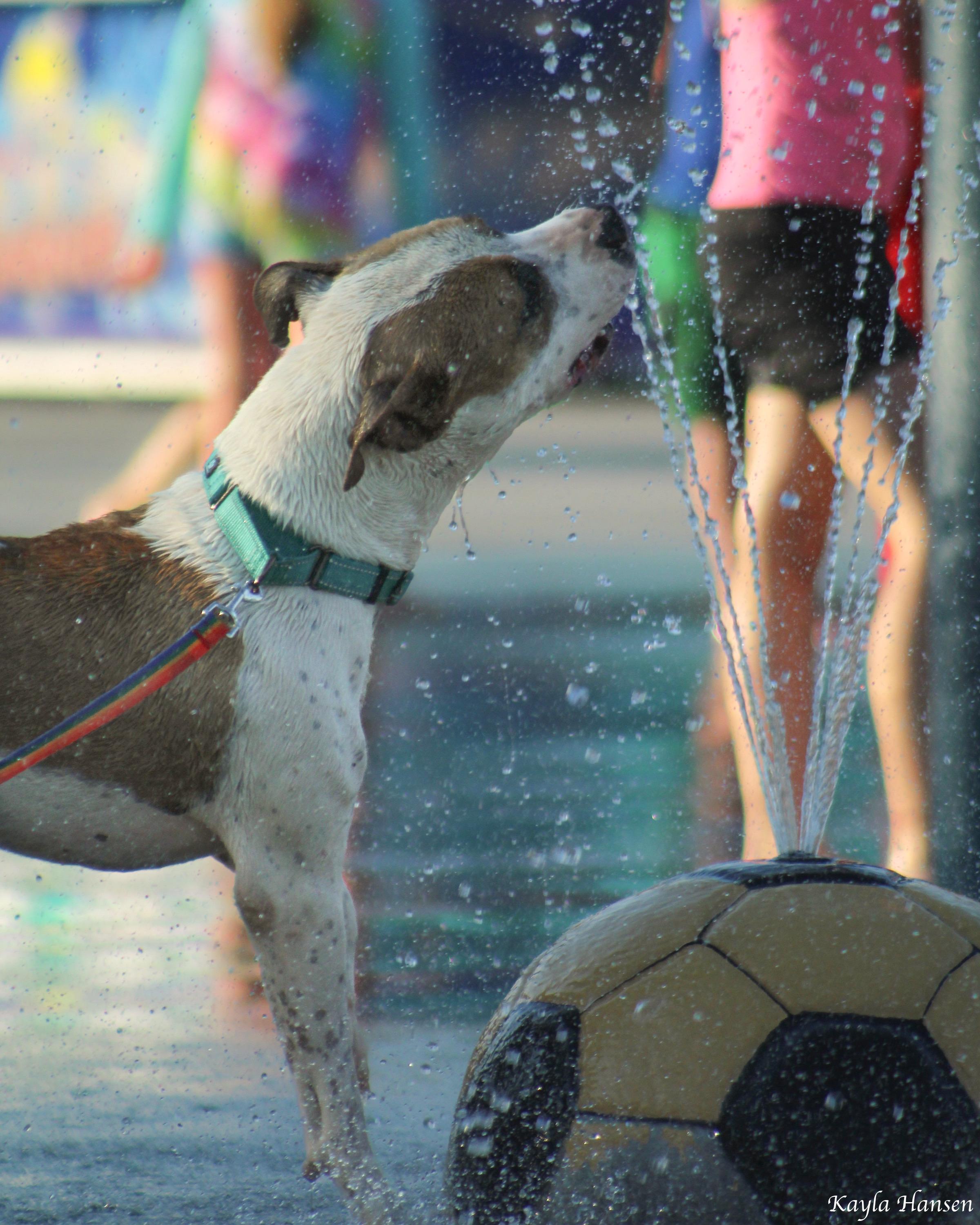 Enlarge Buster, a Adoptable Pit Bull Terrier in Seattle, WA image 4/4