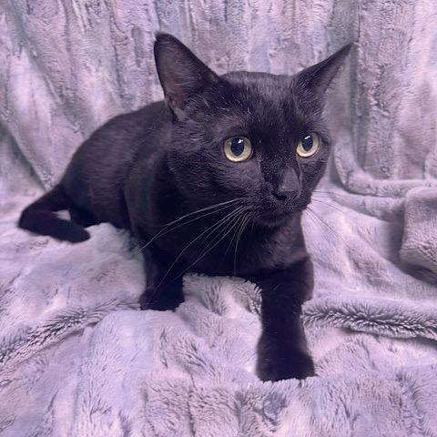 Vladimir, Adoptable, Adult Male Domestic Short Hair.