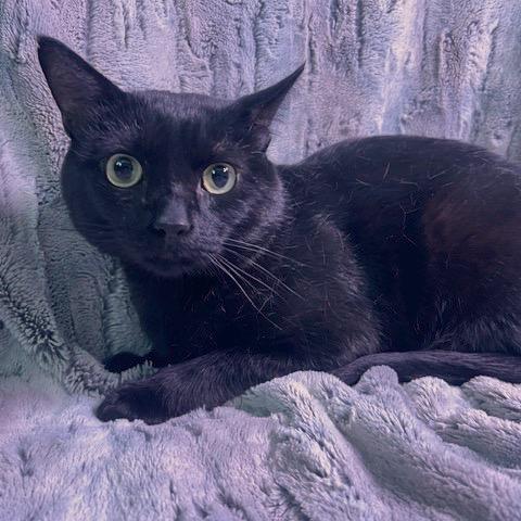 Enlarge Vladimir, a Adoptable Domestic Short Hair in Chaska, MN image 2/6