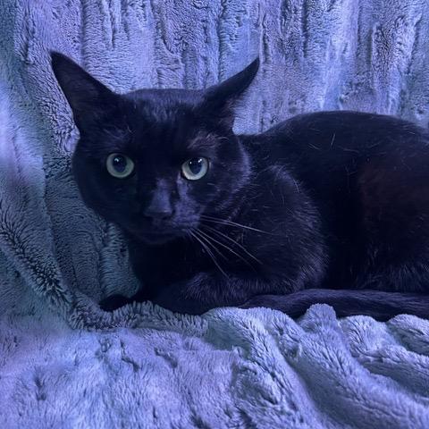 Enlarge Vladimir, a Adoptable Domestic Short Hair in Chaska, MN image 3/6