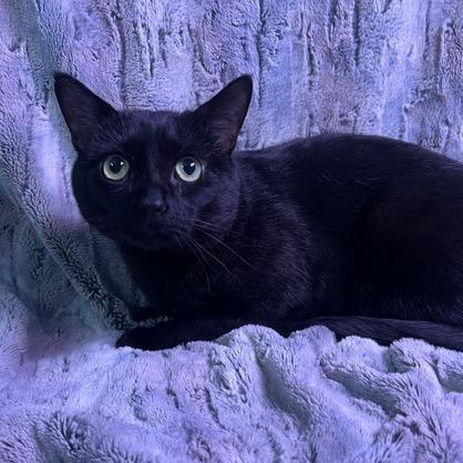 Enlarge Vladimir, a Adoptable Domestic Short Hair in Chaska, MN image 4/6