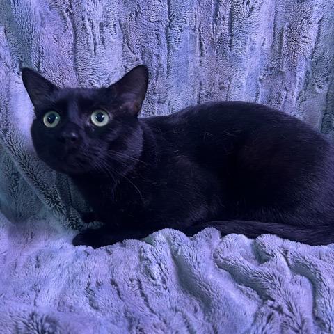 Enlarge Vladimir, a Adoptable Domestic Short Hair in Chaska, MN image 5/6