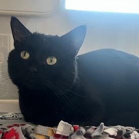 Enlarge Vladimir, a Adoptable Domestic Short Hair in Chaska, MN image 6/6