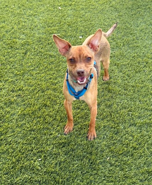Skippy, a Adoptable mixed breed in Henderson, NV image 1/3