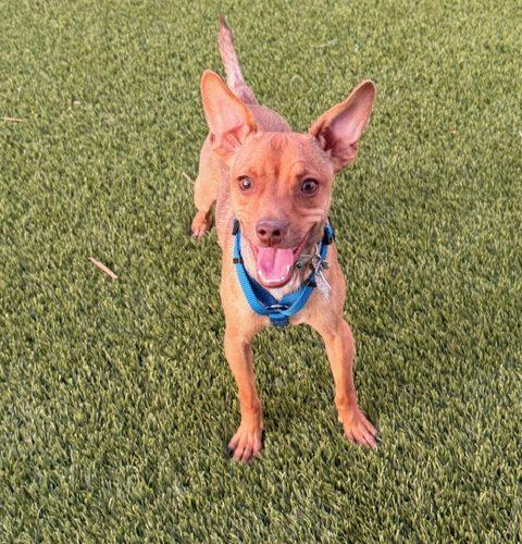 Skippy, Adoptable, Puppy Male Chihuahua & Mixed Breed.