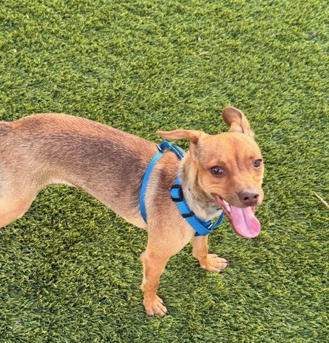 Skippy, a Adoptable mixed breed in Henderson, NV image 3/3