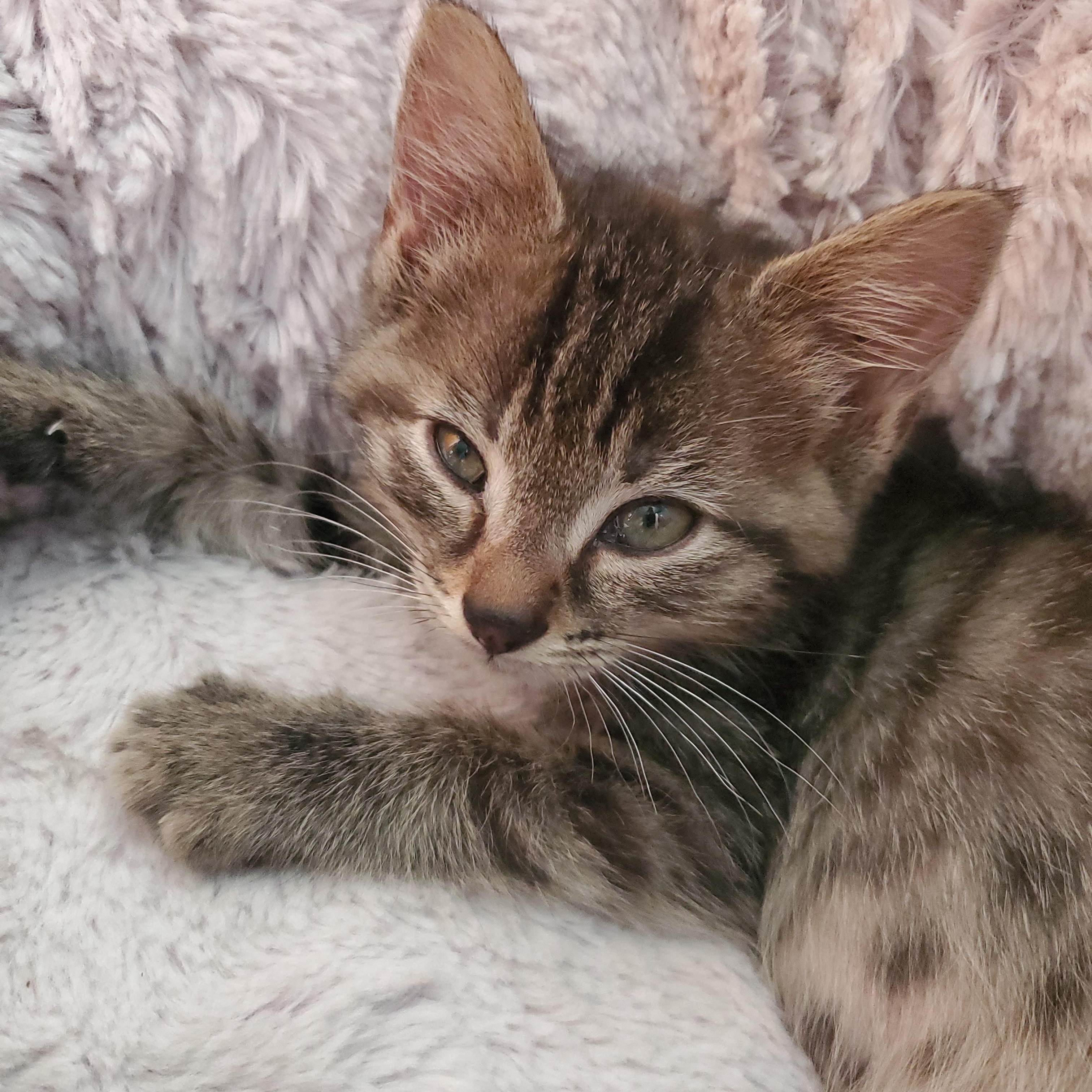 Ellie, adopted, Kitten Female Tabby.