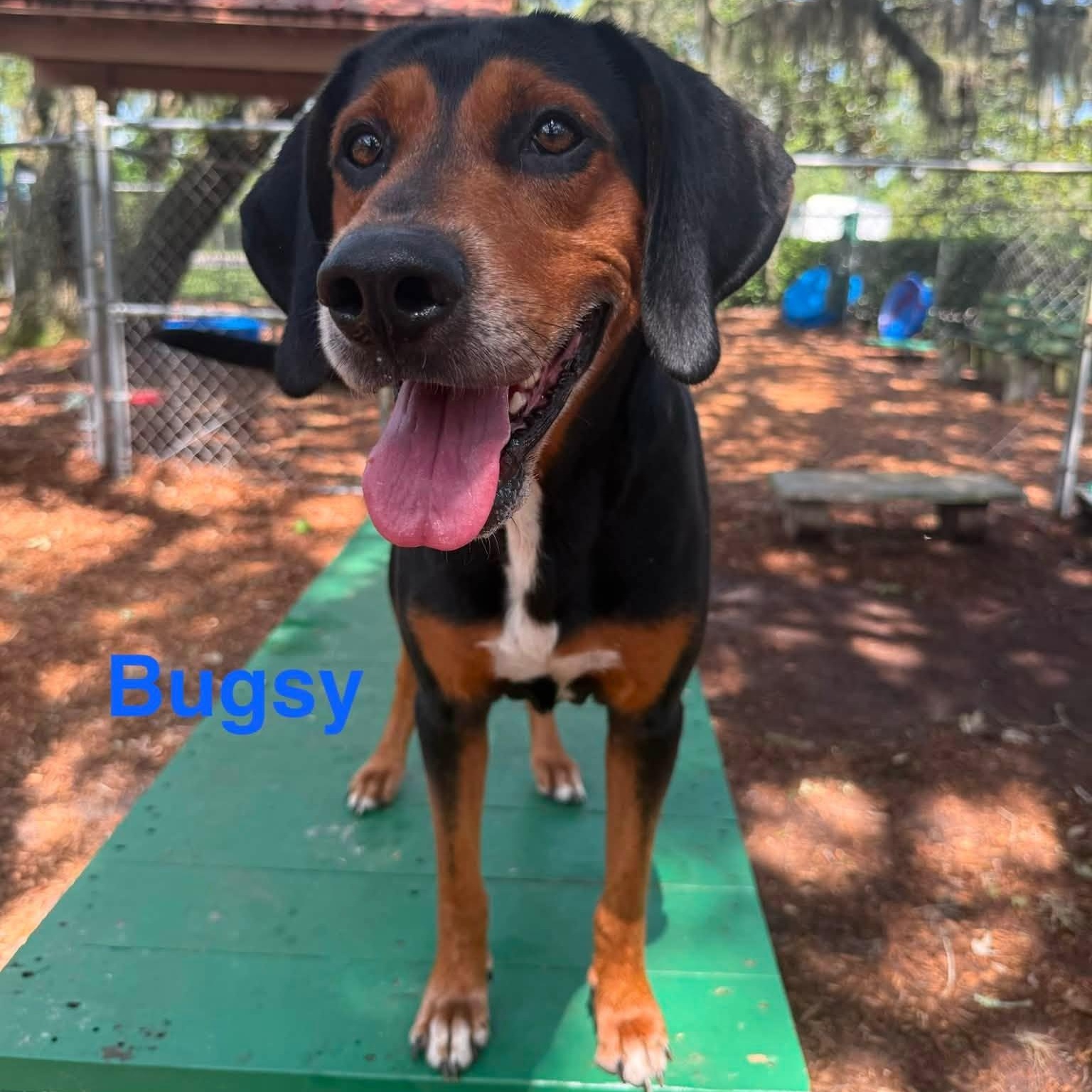 Bugsy, ADOPTABLE, Adult Male Treeing Walker Coonhound.