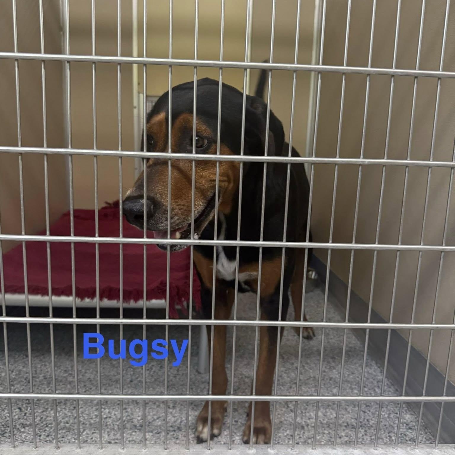 Bugsy, ADOPTABLE, Adult Male Treeing Walker Coonhound.