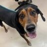 Bugsy, a ADOPTABLE Treeing Walker Coonhound in St. Augustine, FL image 3/3