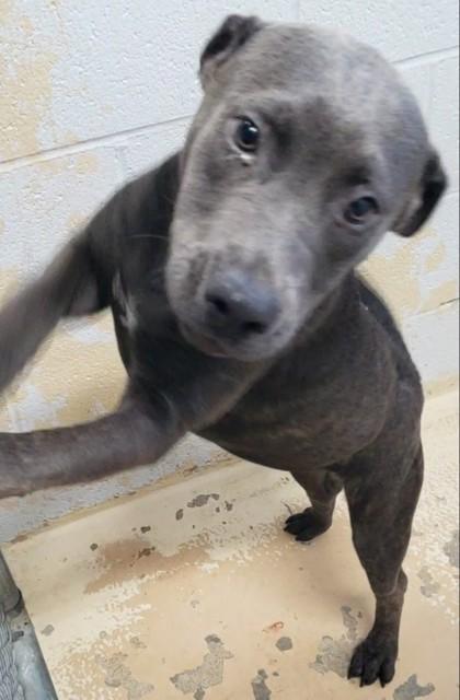 Enlarge Nylah, a Adoptable mixed breed in West Memphis, AR image 1/2