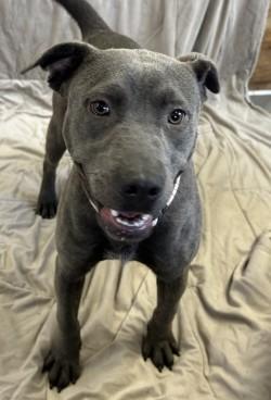 Enlarge Nylah, a Adoptable mixed breed in West Memphis, AR image 2/2