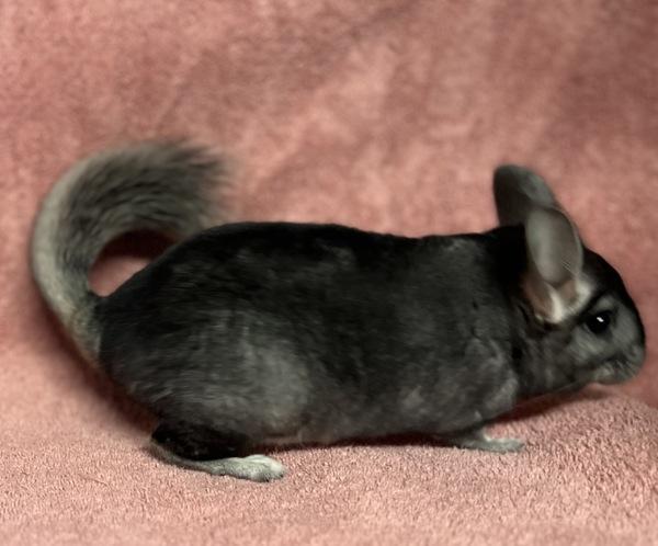 Sadie, Adoptable, Young Female Chinchilla.