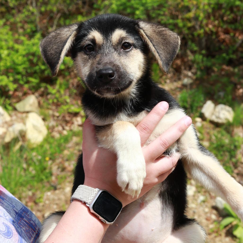 Enlarge CT Magnificent Maggie, a Adoptable mixed breed in Eastford, CT image 2/5