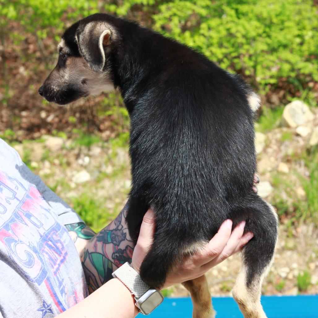 Enlarge CT Magnificent Maggie, a Adoptable mixed breed in Eastford, CT image 3/5