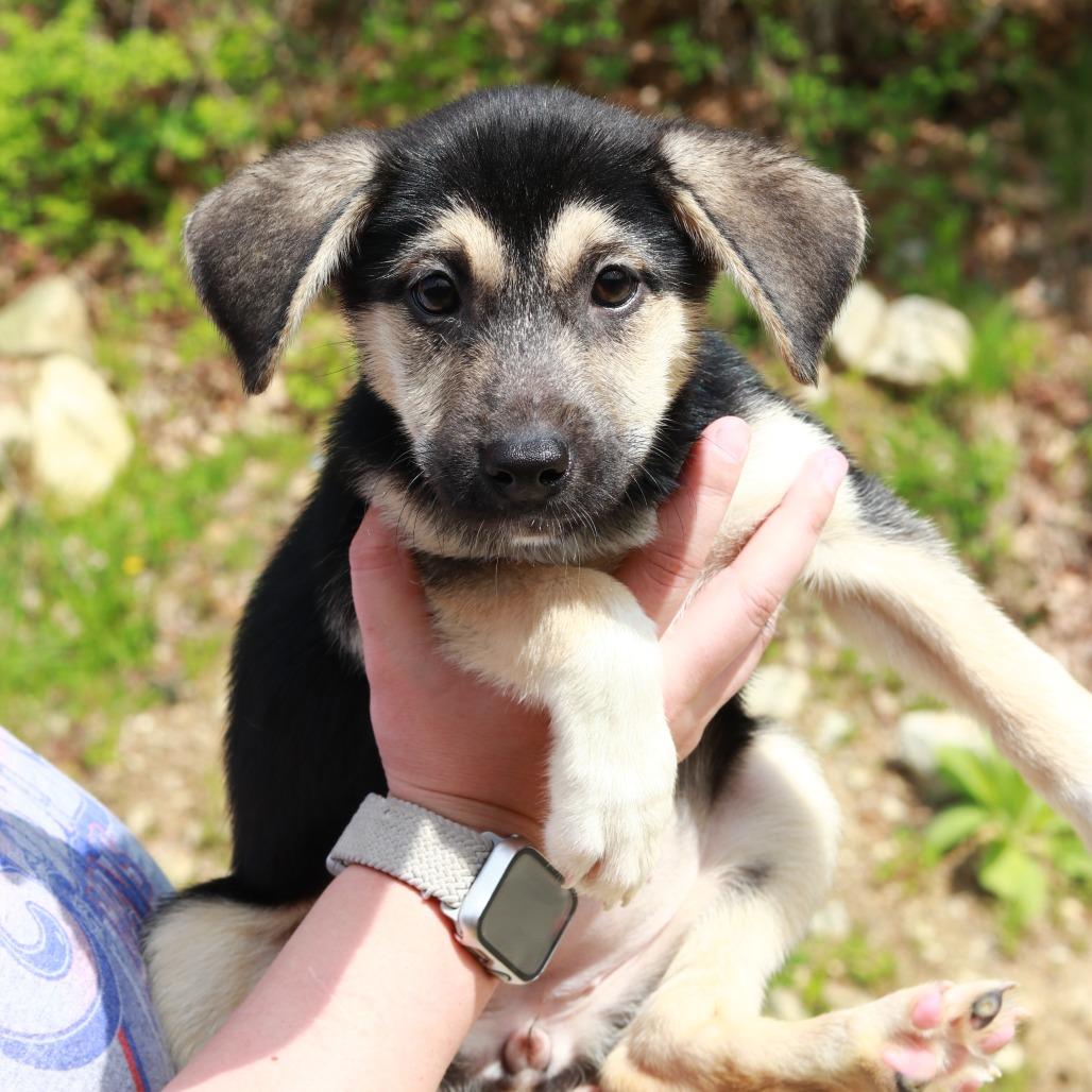 Enlarge CT Magnificent Maggie, a Adoptable mixed breed in Eastford, CT image 4/5