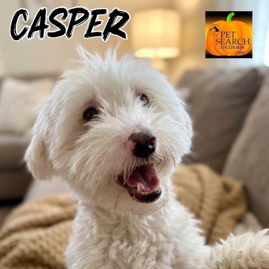 Enlarge Casper, a Adoptable mixed breed in Washington, PA image 1/2