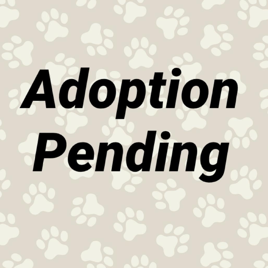 Enlarge Casper, a Adoptable mixed breed in Washington, PA image 2/2