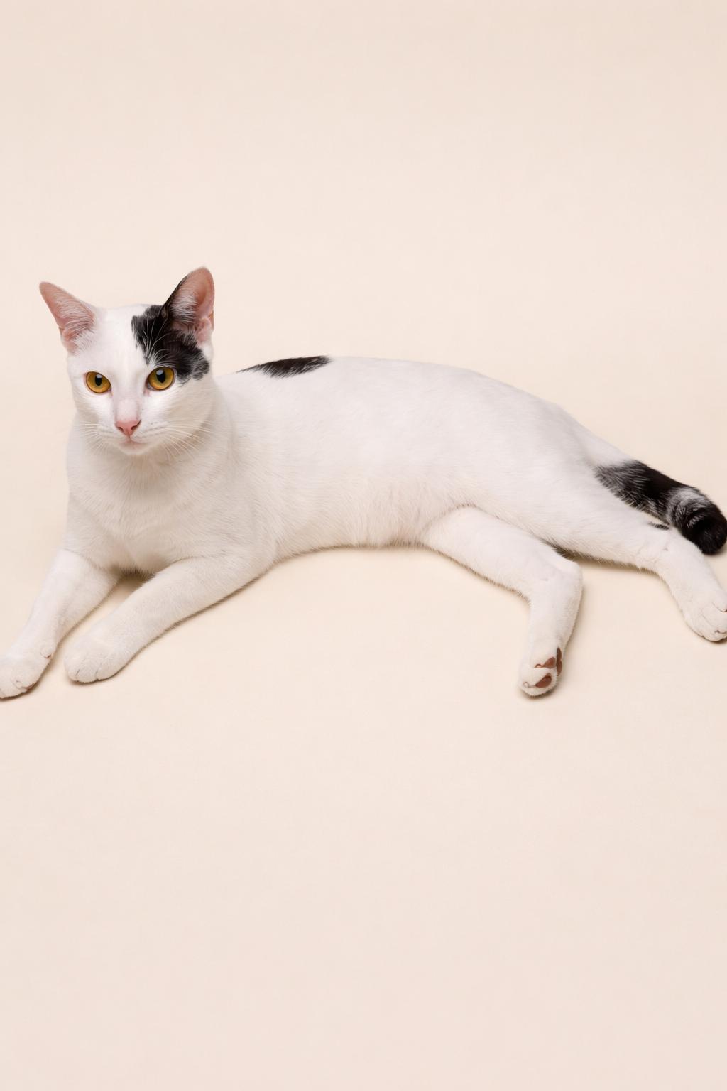 Enlarge Chandler (Brother of Phoebe), a Adoptable Domestic Short Hair in Houston, TX image 1/6