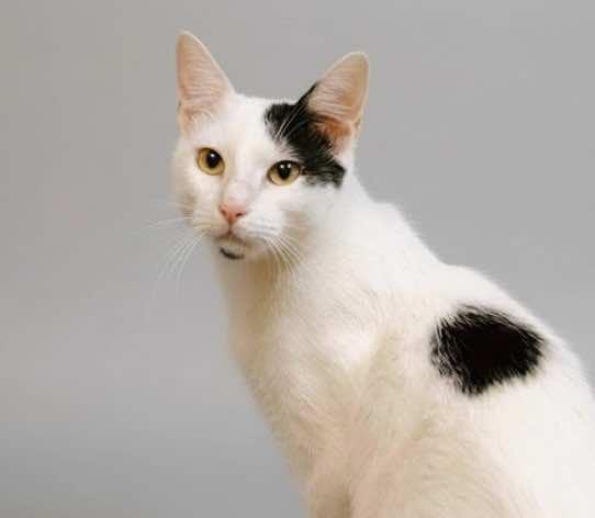 Chandler, Adoptable, Young Male Domestic Short Hair.