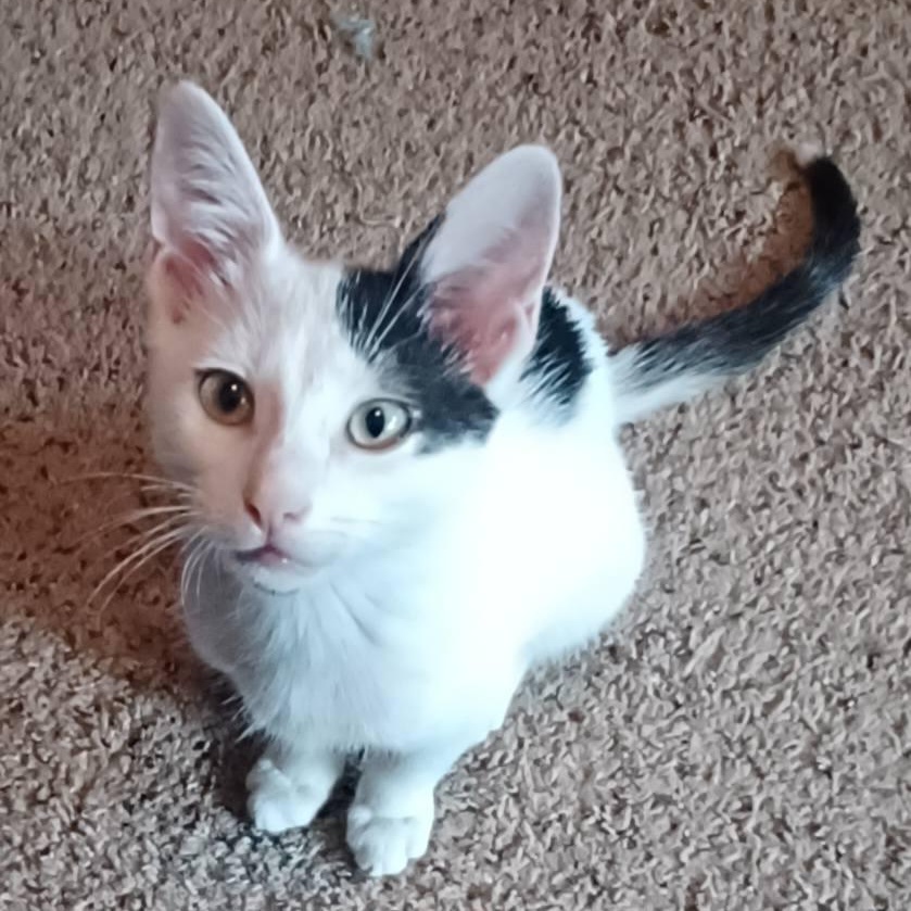 Chandler (Brother of Phoebe)