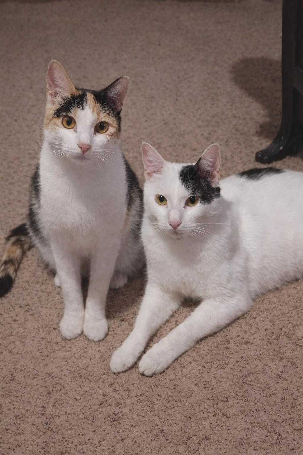 Enlarge Chandler (Brother of Phoebe), a Adoptable Domestic Short Hair in Houston, TX image 2/6