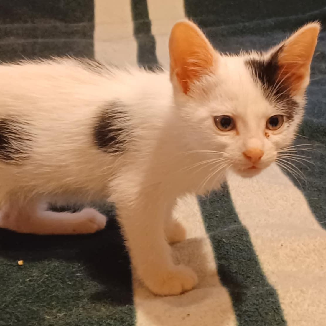 Chandler (Brother of Phoebe)