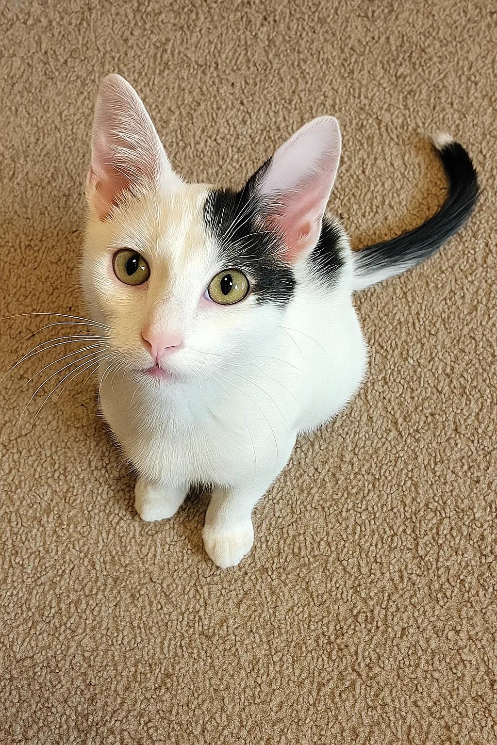 Chandler (Brother of Phoebe)
