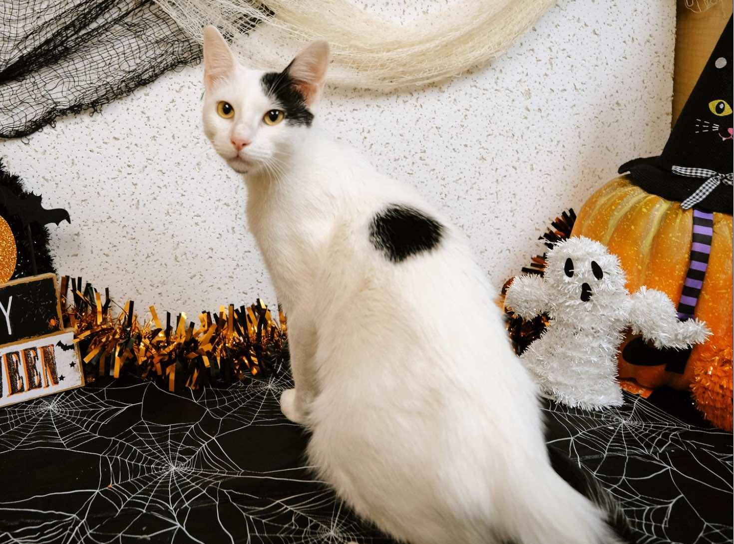 Chandler (Brother of Phoebe)
