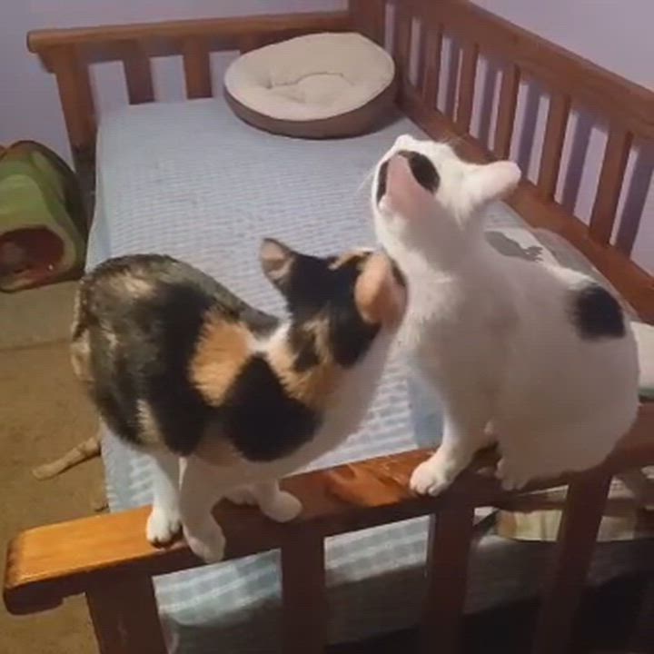 Enlarge Chandler (Brother of Phoebe), a Adoptable Domestic Short Hair in Houston, TX video 2/5