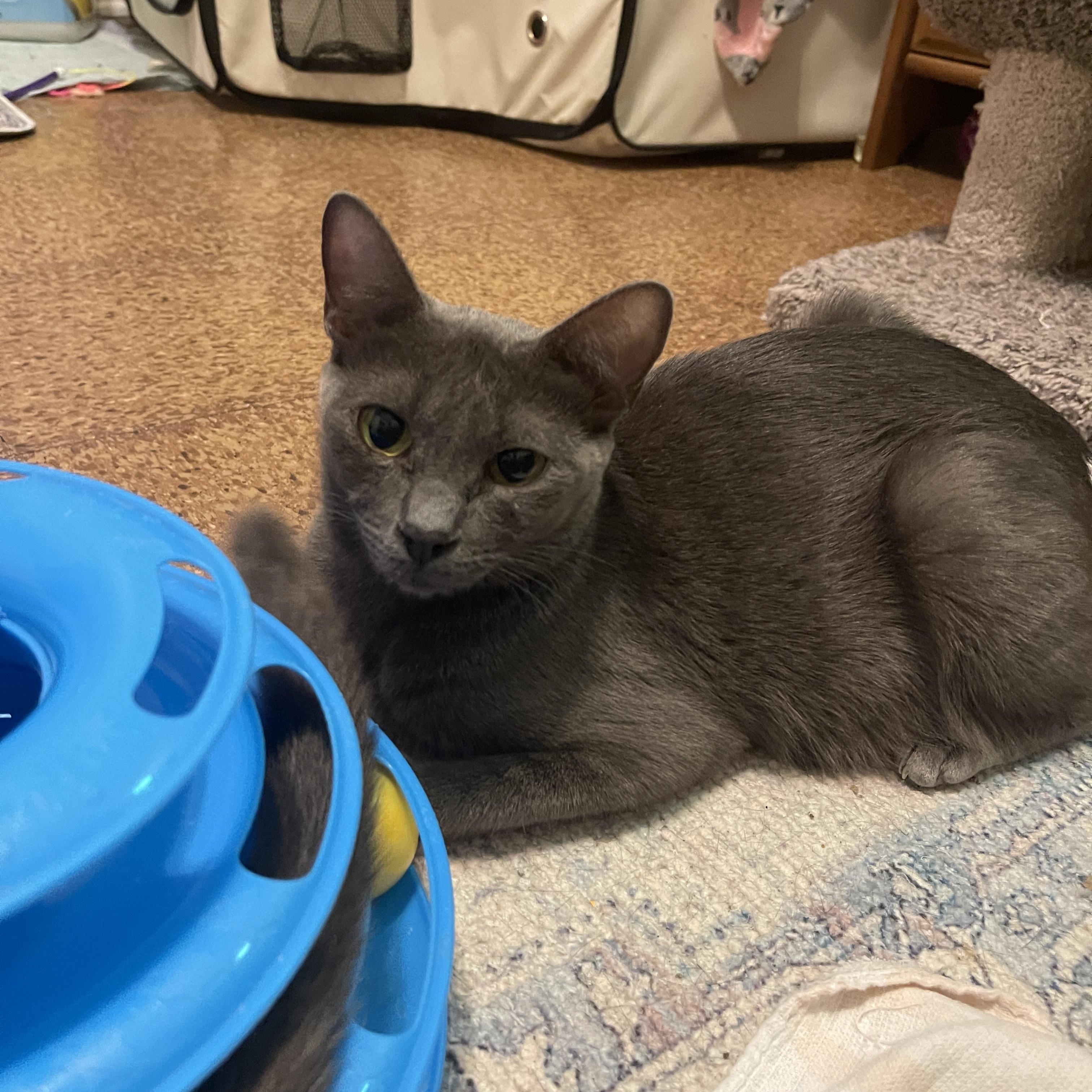 Enlarge Dr. Meredith Grey, a Adoptable mixed breed in Intercession city , FL image 3/3