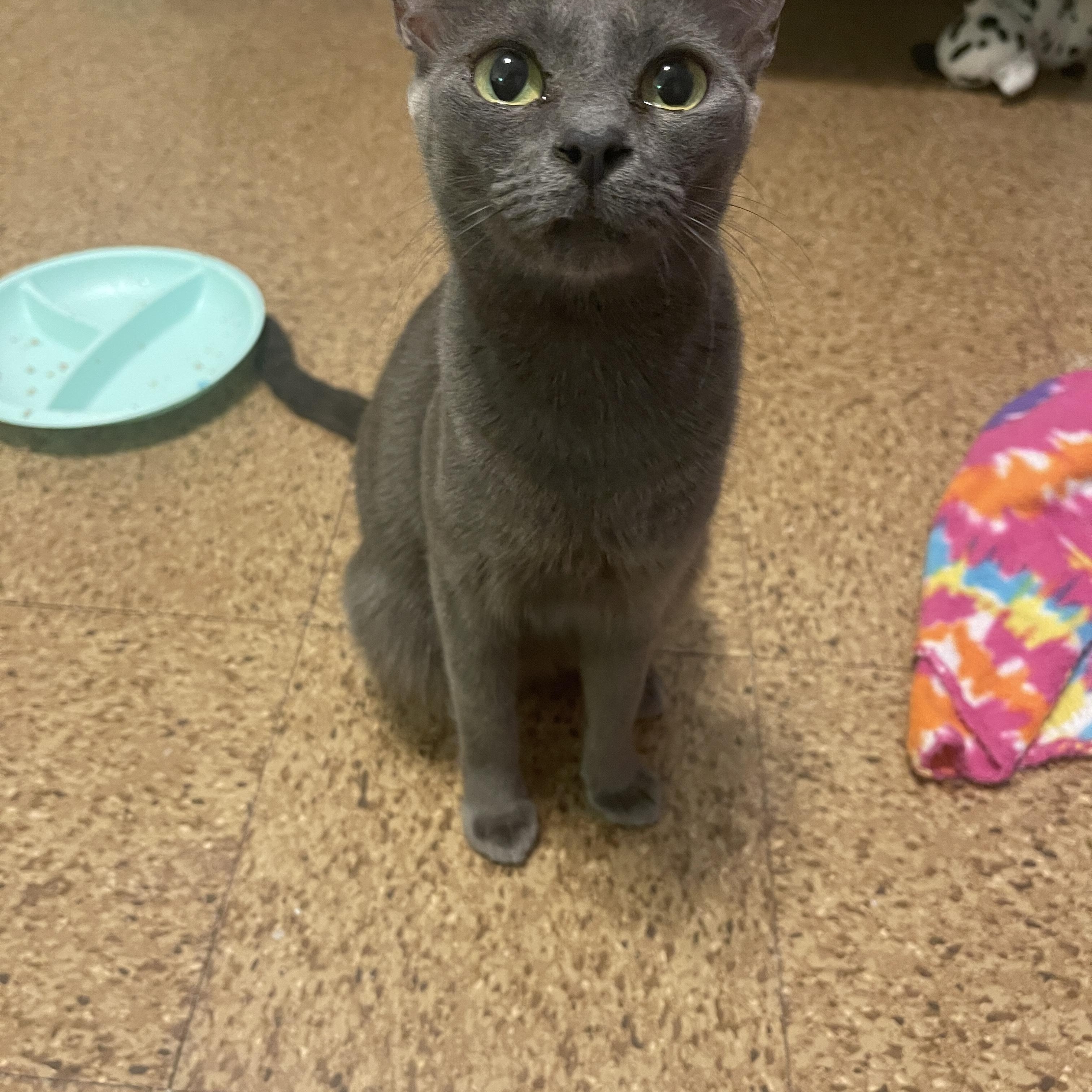 Enlarge Dr. Meredith Grey, a Adoptable mixed breed in Intercession city , FL image 2/3