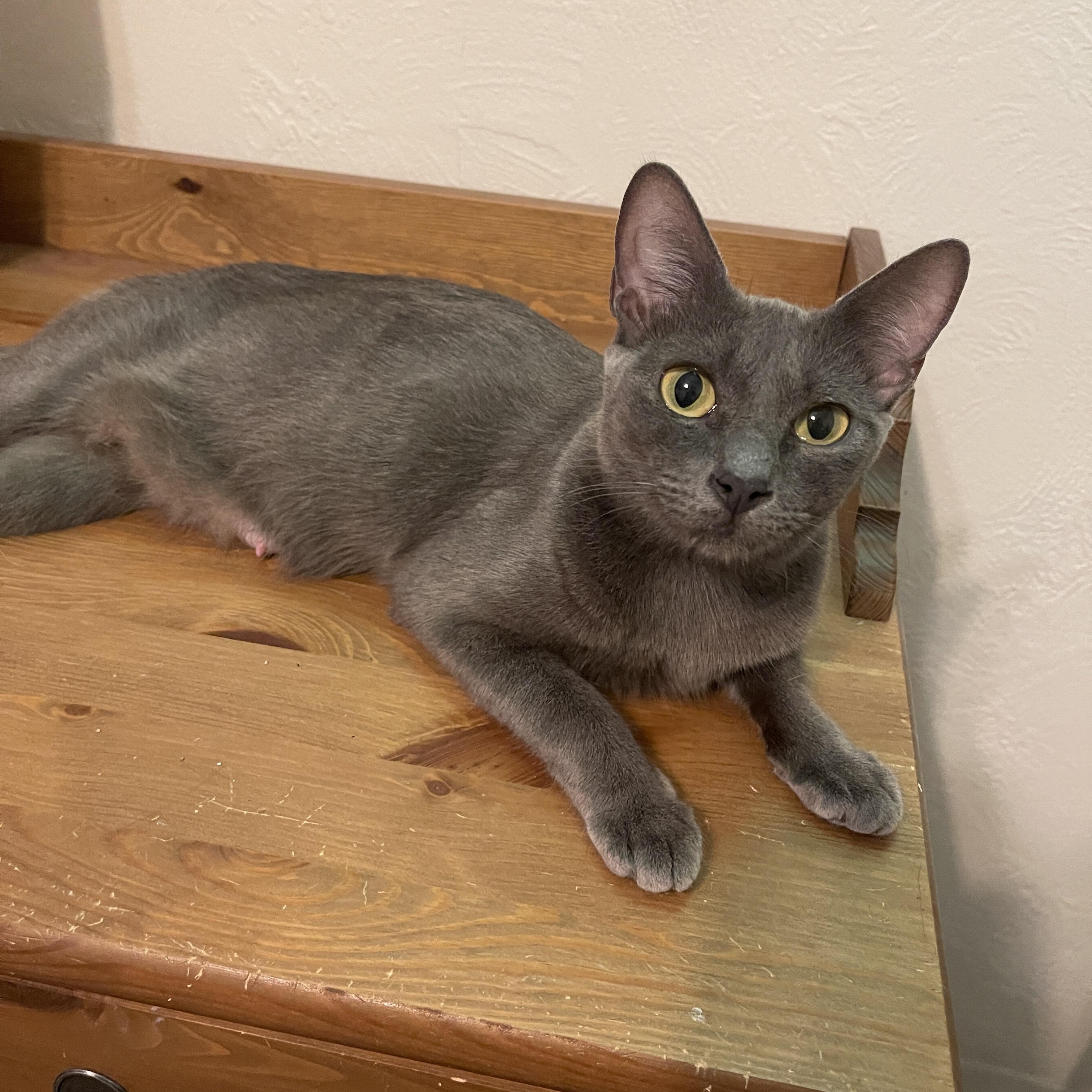 Enlarge Dr. Meredith Grey, a Adoptable mixed breed in Intercession city , FL image 1/3