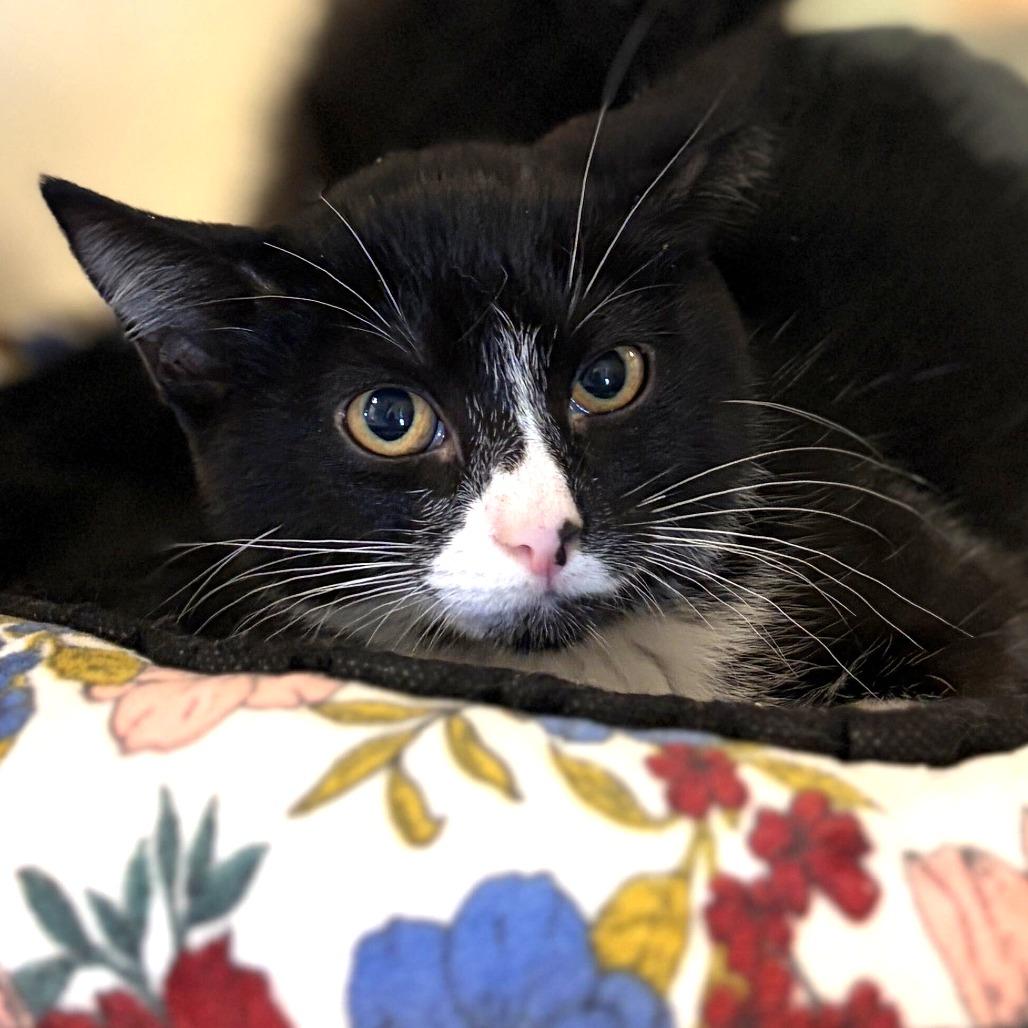 Oopsie (26-3V-1), Adoptable, Kitten Male Domestic Short Hair.