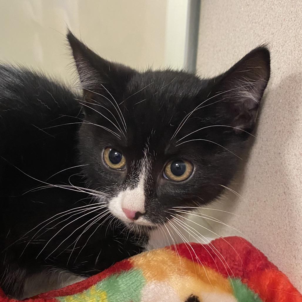 Enlarge Oopsie (26-3V-1), a Adoptable Domestic Short Hair in Rifle, CO image 2/2