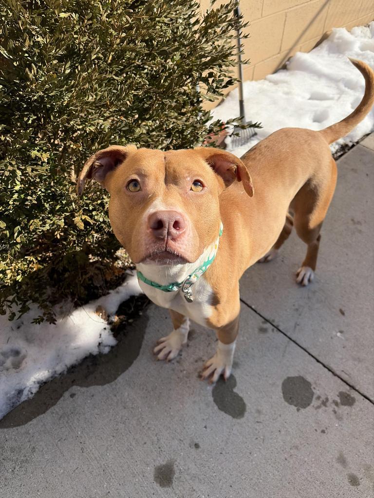 Diamond, Adoptable, Adult Female Mixed Breed.