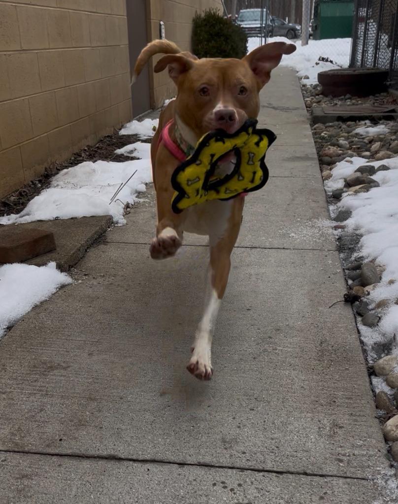 Enlarge Diamond, a Adoptable mixed breed in Utica, MI image 2/3