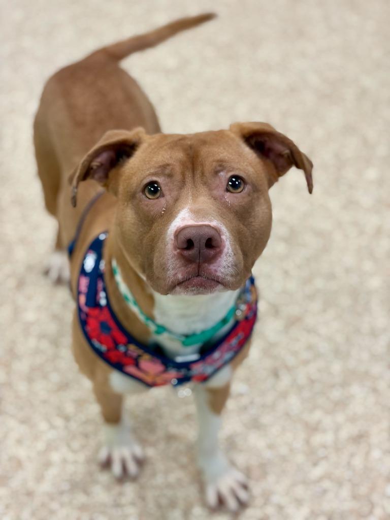 Enlarge Diamond, a Adoptable mixed breed in Utica, MI image 3/3