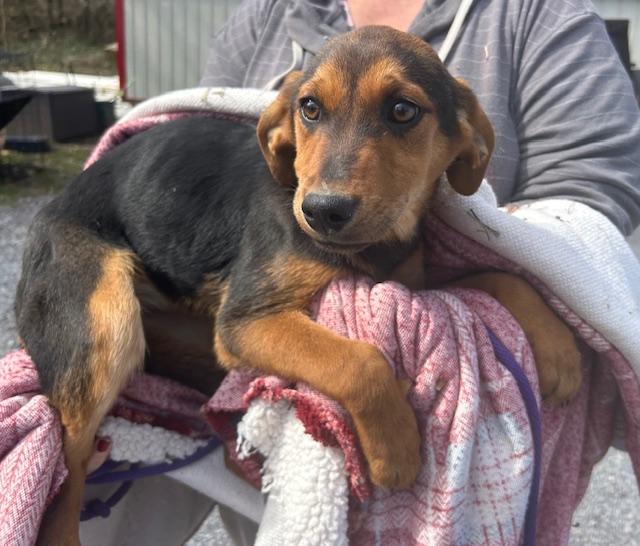 Sparrow Oiseau — thumbnail 2