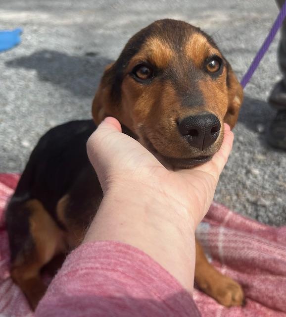 Sparrow Oiseau — thumbnail 3