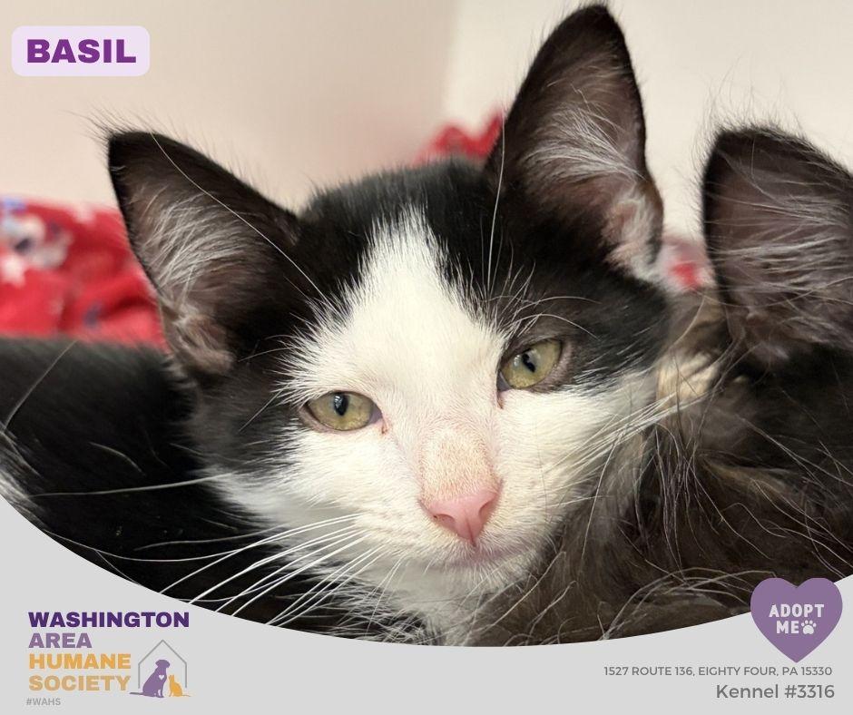 Enlarge Basil, an adoptable mixed breed in Eighty Four, PA image 2/2