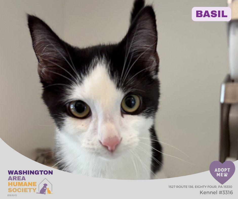Basil, adoptable, Kitten Male Domestic Short Hair.