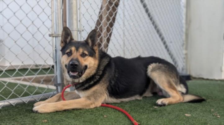 Enlarge PRICE, a Adoptable German Shepherd Dog in Chatsworth, CA image 1/1