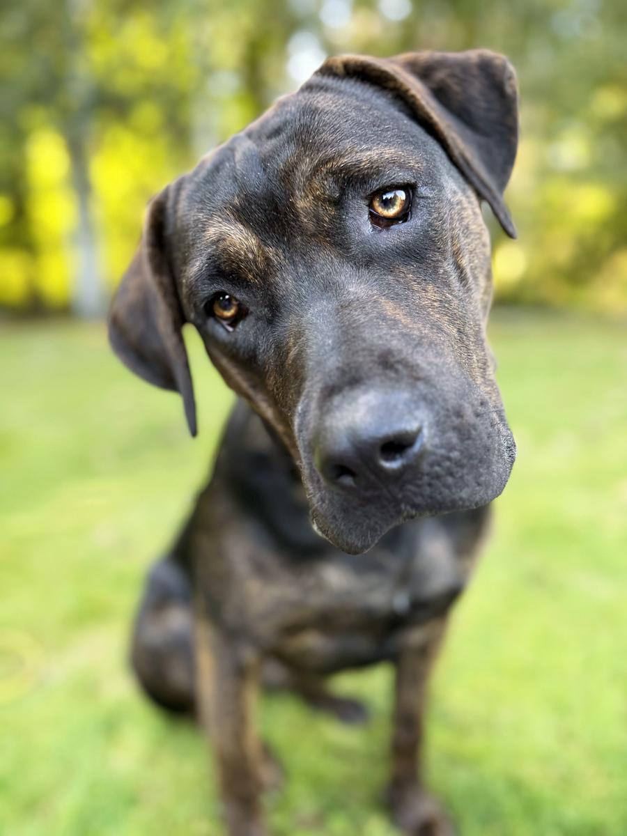 Dorothy, Adopted, Young Female Cane Corso & Rottweiler.