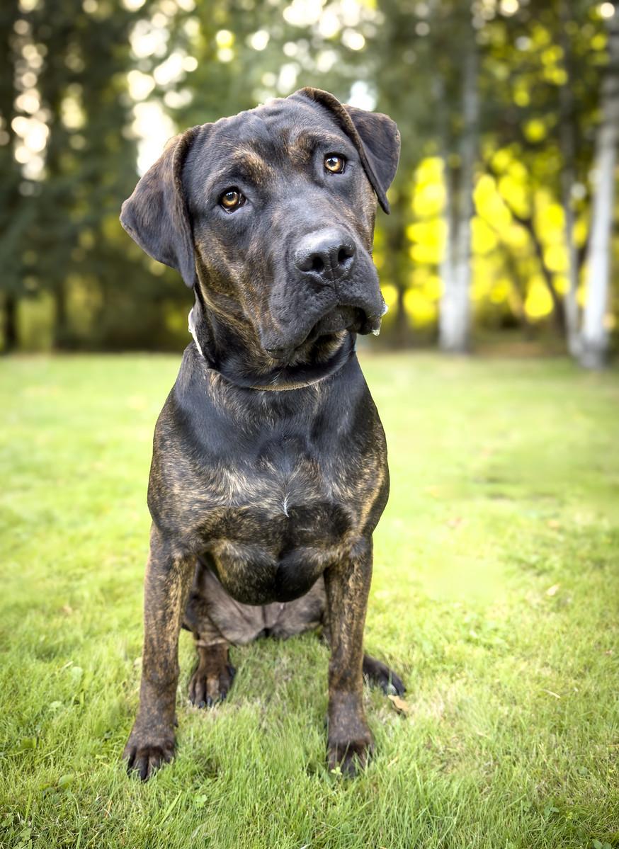 Dorothy, a Adopted mixed breed in Snoqualmie, WA image 2/5