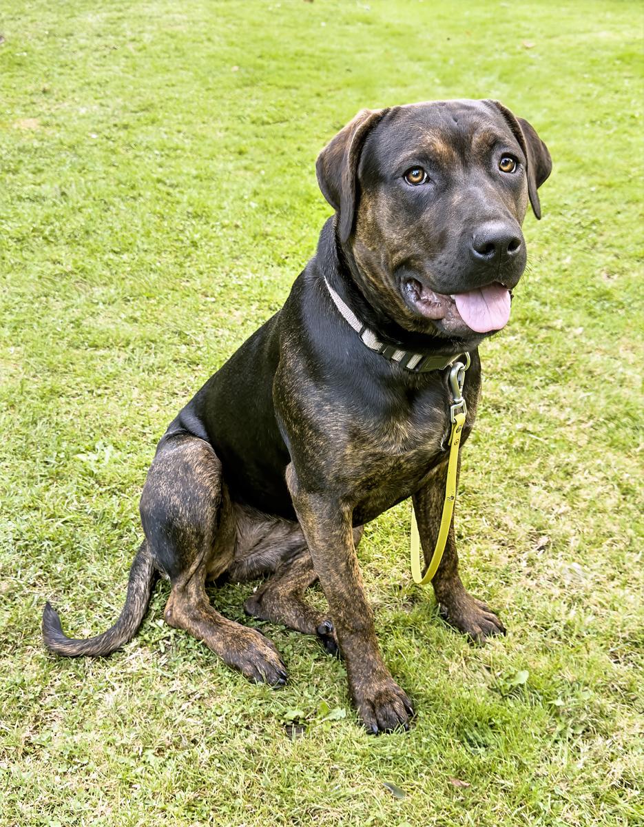 Dorothy, a Adopted mixed breed in Snoqualmie, WA image 3/5