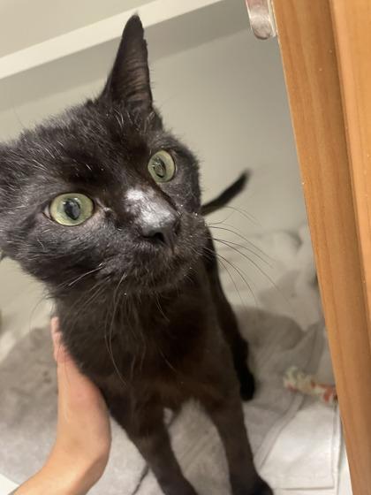 Enlarge BC, a Adoptable mixed breed in Fairfax, VA image 1/3