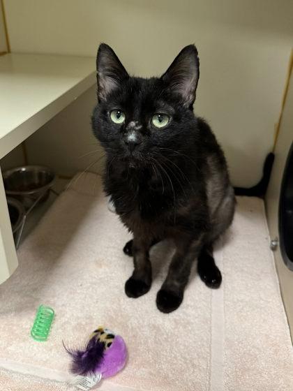 Enlarge BC, a Adoptable mixed breed in Fairfax, VA image 2/3