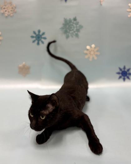 Enlarge BC, a Adoptable mixed breed in Fairfax, VA image 3/3